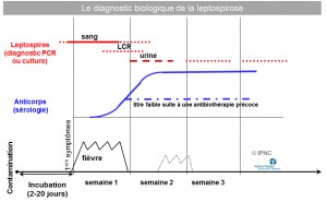 diagnostic biologique de la leptospirose